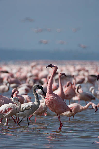 istock Lesser Pink Flamingoes 92243680