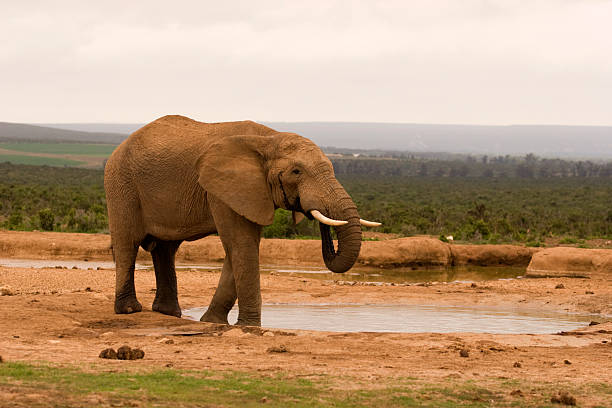 Lone bull elephant at a drinking hole stock photo
