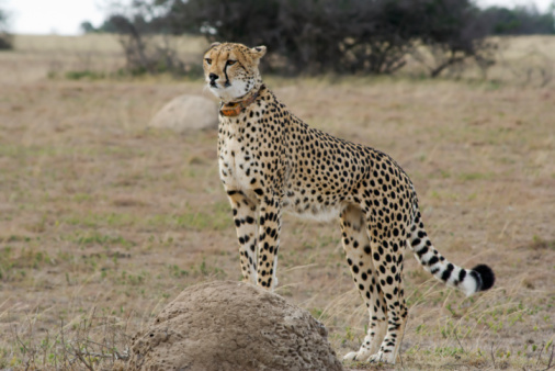 Cheetah Surveying Stock Photo - Download Image Now - Animal, Animals In The  Wild, Beauty In Nature - iStock