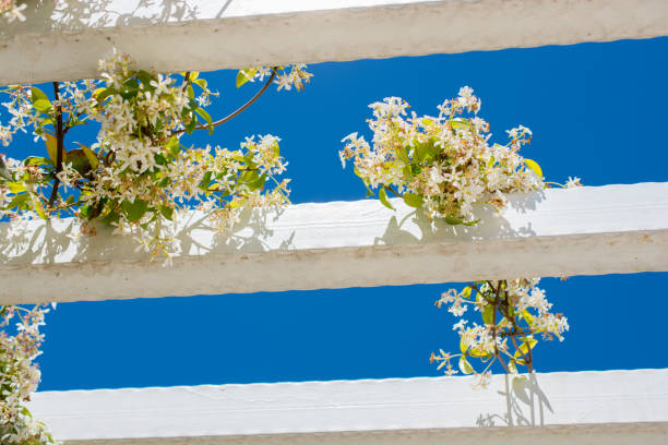 istock Amazing colorful Spring flowers in nature 922440192