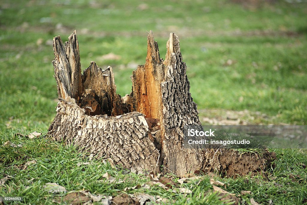 Baumstumpf - Lizenzfrei Alt Stock-Foto