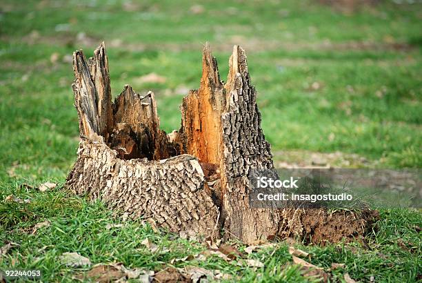 Foto de Cepo e mais fotos de stock de Antigo - Antigo, Apodrecer, Bosque - Floresta