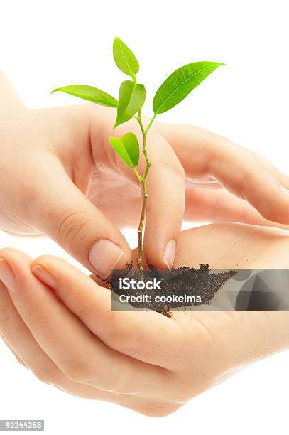 Mãos Humanas E Planta Jovem - Fotografias de stock e mais imagens de Começo - Começo, Conceito, Cor verde