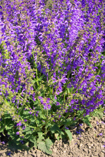 Blooming perennial blue flowers of Agastache mexicana \