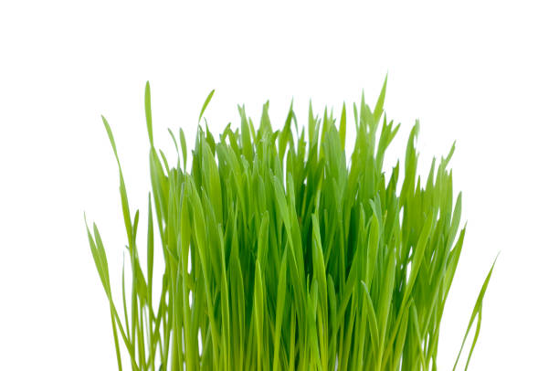 istock clump of grass isolated 922447880