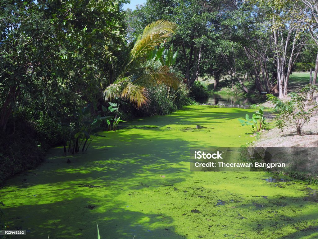 Common Duckweed or Lesser Duckweed cover the pond, good for ecology. Common Duckweed, Duckweed or Lesser Duckweed cover the pond, good for ecology. Agriculture Stock Photo