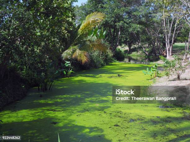 Common Duckweed Or Lesser Duckweed Cover The Pond Good For Ecology Stock Photo - Download Image Now