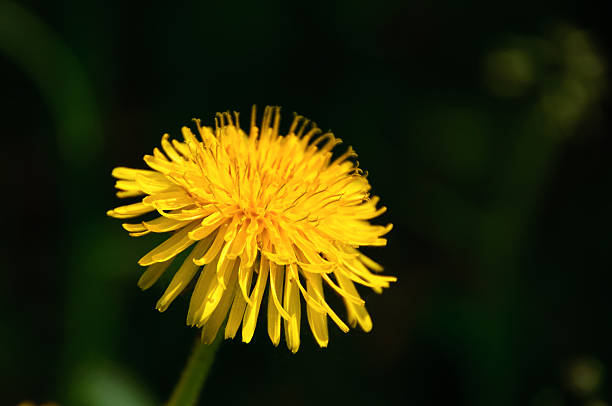istock Yellow flower a dandelion against on dark background. Close up. 92244832