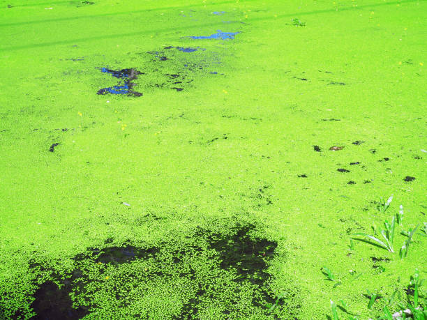 istock Lesser Duckweed cover the pond. 922448388
