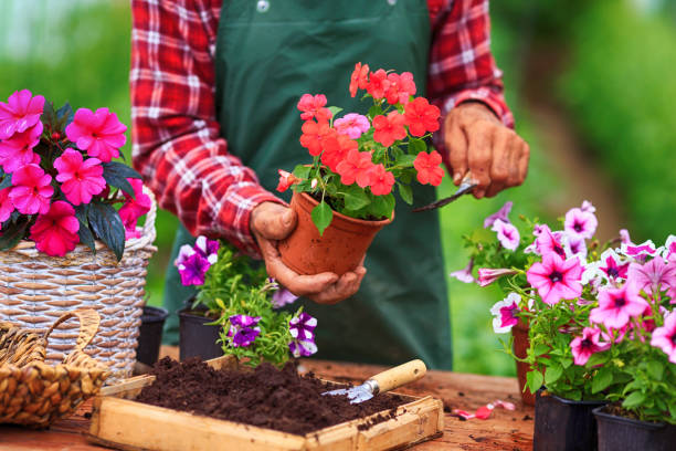 istock Senior man gardening 922448782
