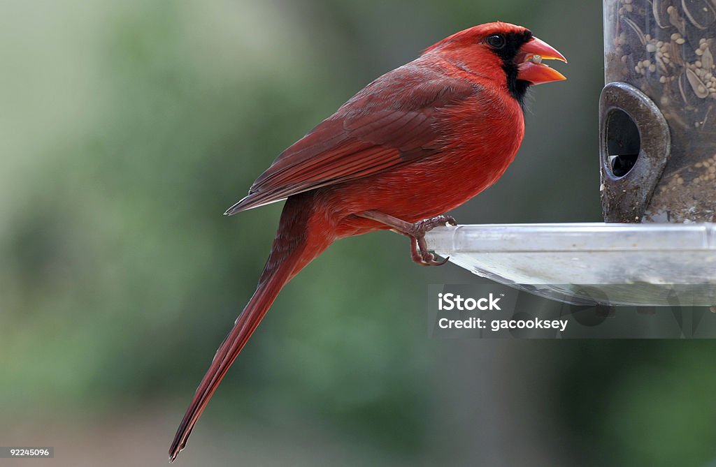 Cardinal - Zbiór zdjęć royalty-free (Karmnik dla ptaków)