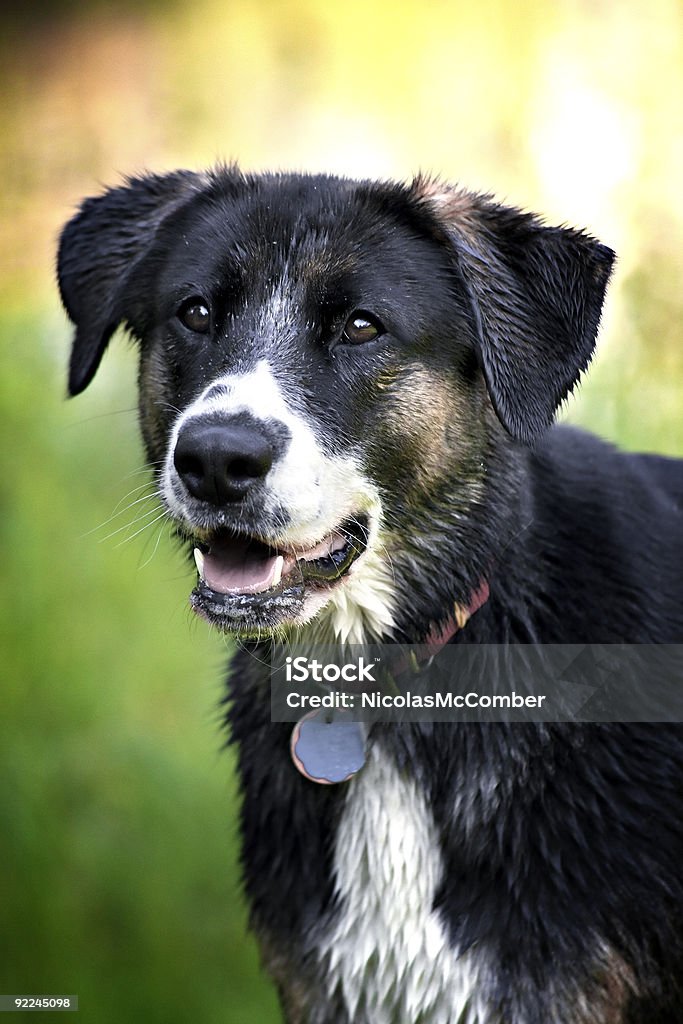 Cane sano - Foto stock royalty-free di Allegro