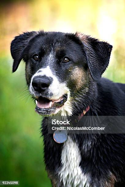 Cane Sano - Fotografie stock e altre immagini di Allegro - Allegro, Ambientazione esterna, Ambientazione tranquilla