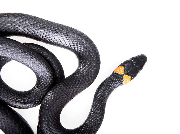 snake stock photo