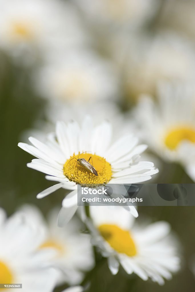 Bug sur une marguerite - Photo de Arbre en fleurs libre de droits