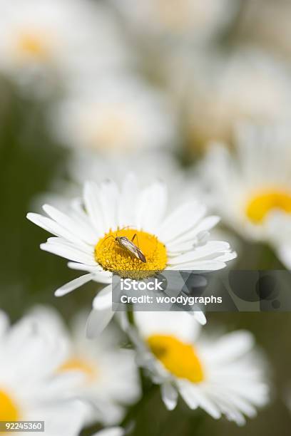 Photo libre de droit de Bug Sur Une Marguerite banque d'images et plus d'images libres de droit de Arbre en fleurs - Arbre en fleurs, Beauté de la nature, Blanc