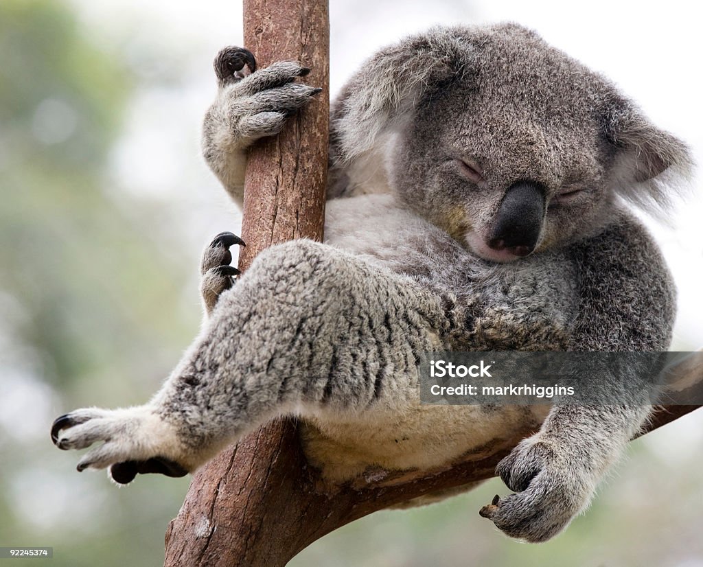 Nur Aufhängen - Lizenzfrei Koala Stock-Foto