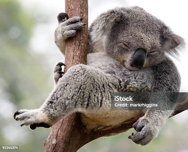 Nur Aufhängen Stockfoto und mehr Bilder von Koala - Koala, Faulheit, Tier