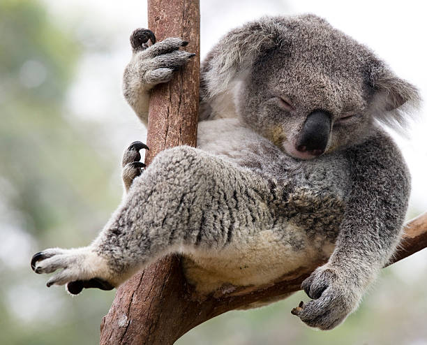 à vie - koala australia cute animal photos et images de collection