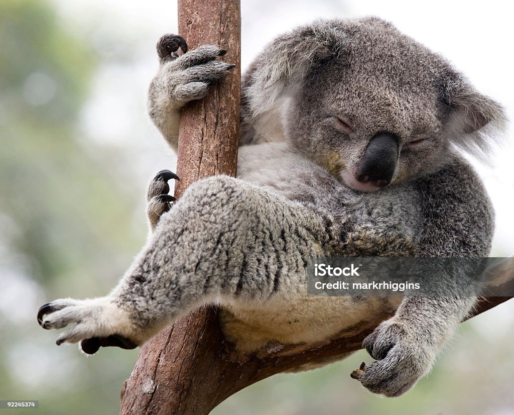 Tylko wiszący - Zbiór zdjęć royalty-free (Koala)