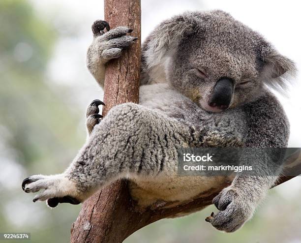 Tylko Wiszący - zdjęcia stockowe i więcej obrazów Koala - Koala, Lenistwo, Zwierzę