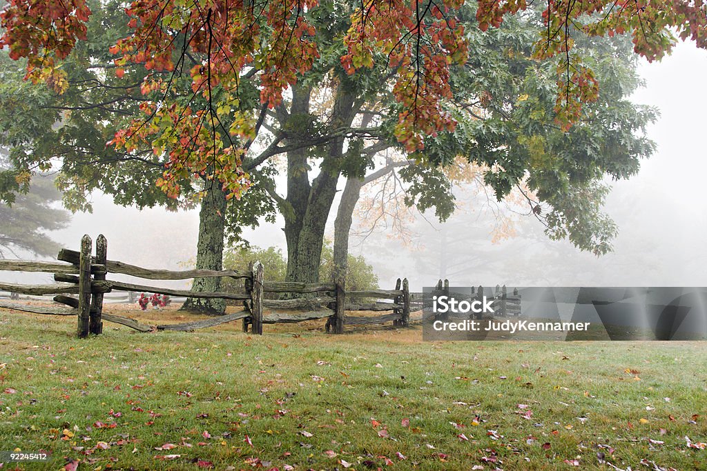 Árvores de outono num Nevoeiro - Royalty-free Amanhecer Foto de stock