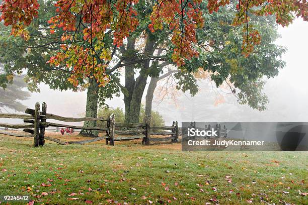 Árvores De Outono Num Nevoeiro - Fotografias de stock e mais imagens de Amanhecer - Amanhecer, Amarelo, Ao Ar Livre