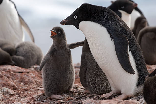 mutter sie veralbern mich - penguin colony nobody horizontal stock-fotos und bilder