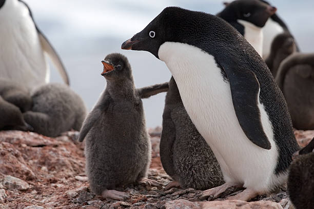 mum they're teasing me petermann island photos stock pictures, royalty-free photos & images