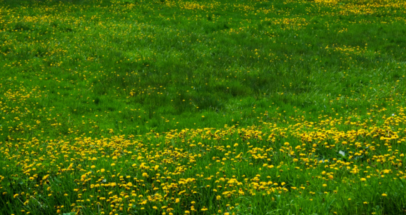 Flowers and leaves of buttercup growing in grass