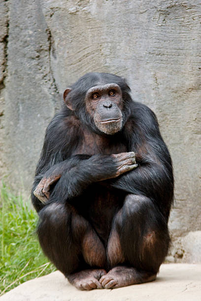 Chimp pose stock photo