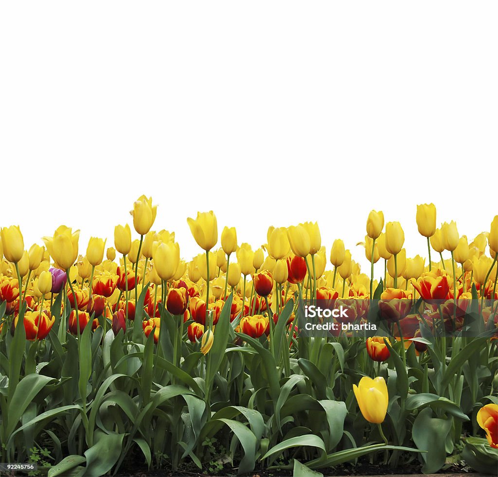 Tulipanes - Foto de stock de Aire libre libre de derechos
