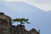 pine-auf-dem-rock.jpg?b=1&s=170x170&k=20&c=_Usfumc6iLMvqR5GRr_HvQNiZWNz0As66t71qRncU_M=