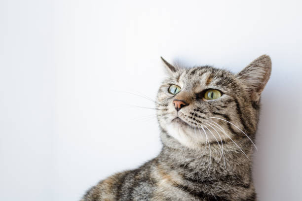 istock gray cat with green eyes on a white background 922460224