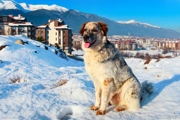 istock large white, balck and brown dog and winter town 922460708