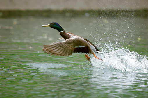Duck, just taking off.
