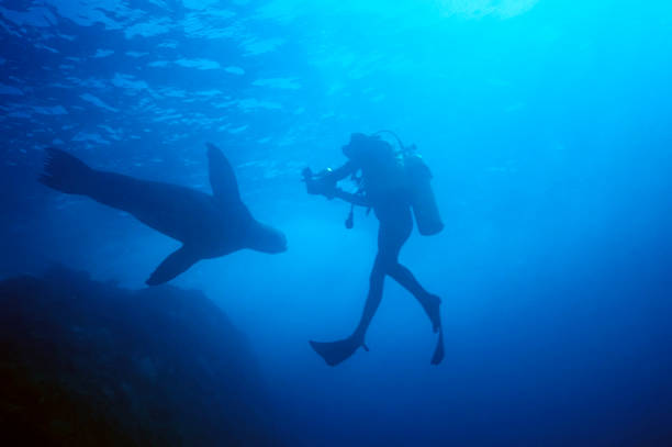 istock Diver attacked by Sea Lion 92246535