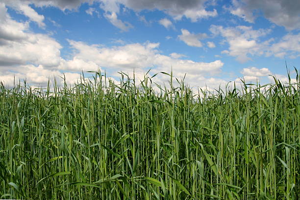 istock Field of green grain 92246692
