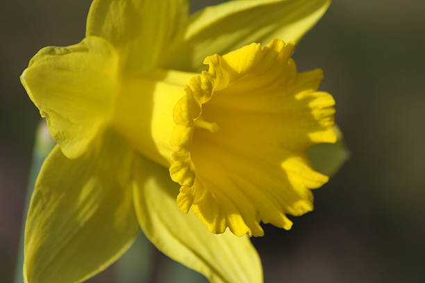 Daffodil stock photo