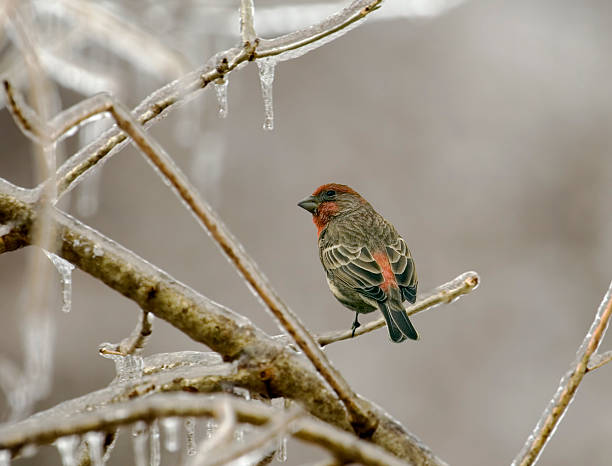istock Male House Finch 92247022