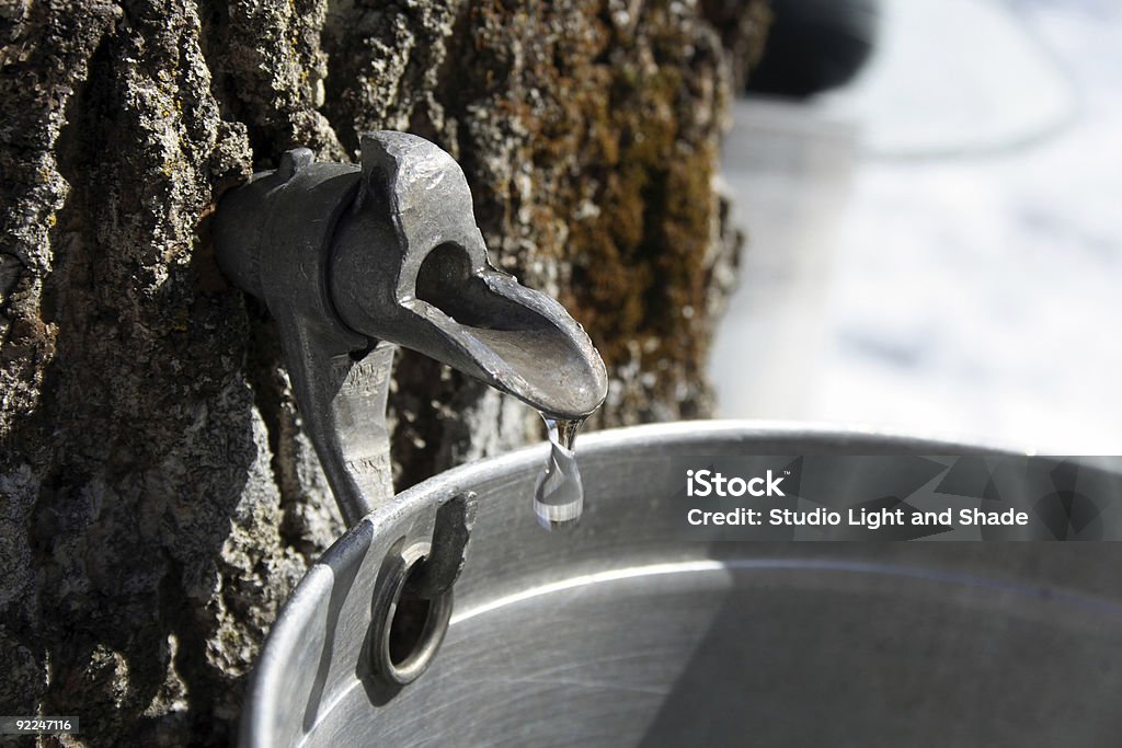 Collecting sap to produce maple syrup Droplet of maple sap flowing from tap on a trunk of a maple tree into a pail to produce maple syrup. Maple Syrup Stock Photo