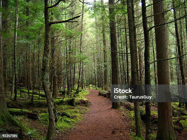 Waldscenery3 Stockfoto und mehr Bilder von Abgeschiedenheit - Abgeschiedenheit, Baum, Britisch-Kolumbien