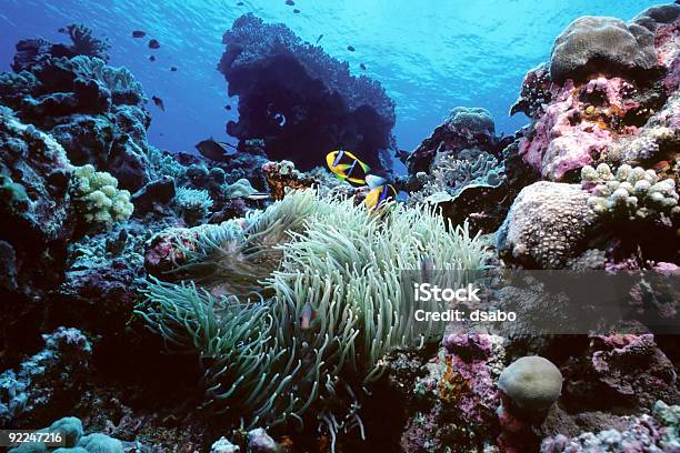 Anemonenfischriff Stockfoto und mehr Bilder von Anemonenfisch - Anemonenfisch, Aquatisches Lebewesen, Biodiversität