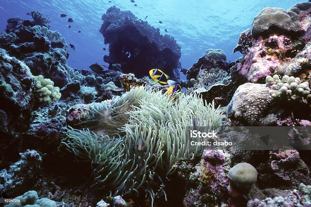 Clownfish риф - Стоковые фото Амфиприон роялти-фри