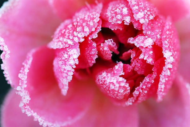 glace rose - flower snow winter close up photos et images de collection