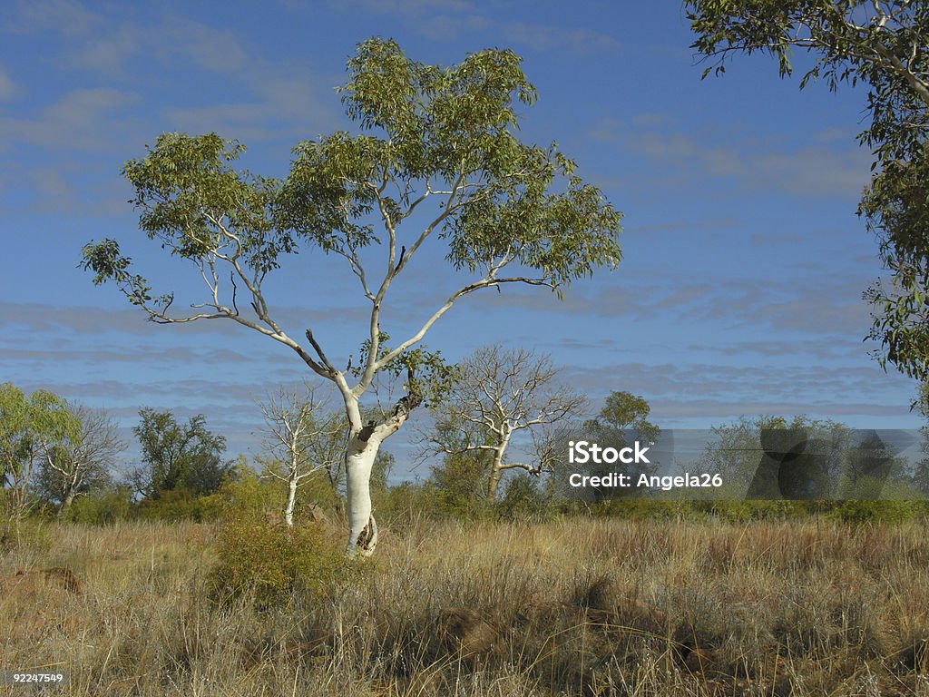 Large Tree Outback Outback Eucalyptus Tree In The Kimberley Stock Photo - Download Image ...
