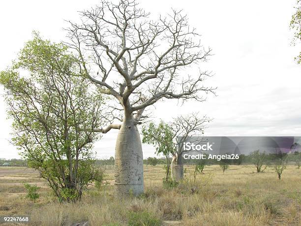 Photo libre de droit de Bouteille Darbres banque d'images et plus d'images libres de droit de Australie - Australie, Baobab, Arbre