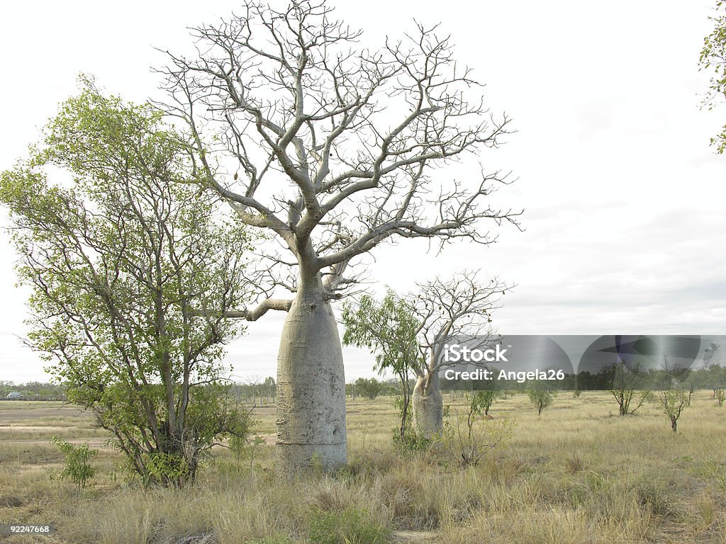 Árvores de Garrafa - Royalty-free Austrália Foto de stock