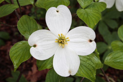 Wood anemone study in the Connecticut woods, spring
