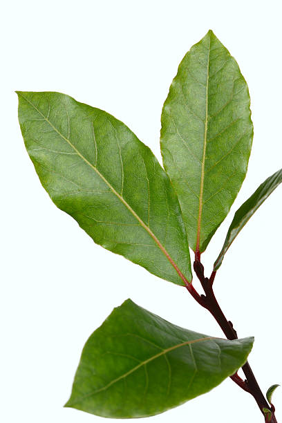 Bay tree branch isolated on white